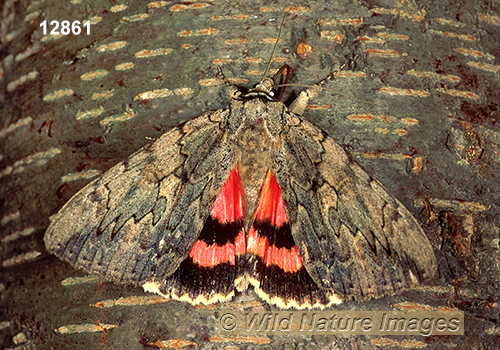 Sweetheart Underwing (Catocala amatrix)